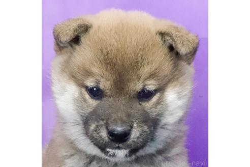 成約済の愛知県の柴犬-371987の3枚目